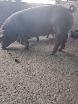 de vanzare 1 mascul 40 kg rasă duroc  - imagine 5