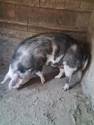 scroafă de vanzare 200 kg se poate și sacrifica