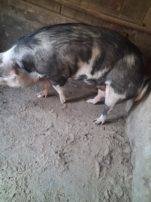 scroafă de vanzare 200 kg se poate și sacrifica - imagine 3