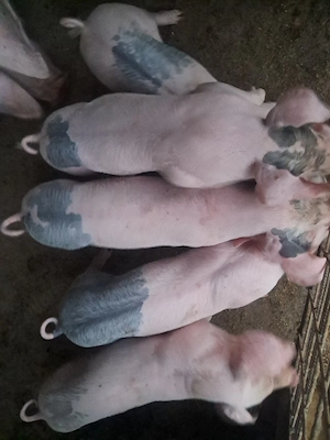 5 purcei landrace 8 săptămâni  - imagine 3