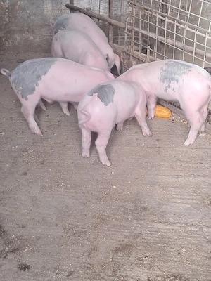 5 purcei landrace 8 săptămâni  - imagine 4