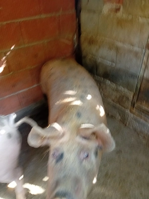 Porc de vazare  - imagine 2