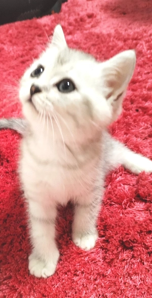 Puiuți britsh shorthair 