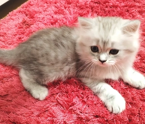 Puiuți britsh shorthair  - imagine 2