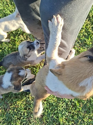 Dau spre adoptie catei talie mica.