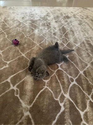 Vand pisoi British Shorthair Blue - imagine 4