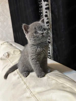 Vand pisoi British Shorthair Blue - imagine 3