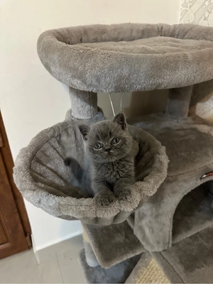 Vand pisoi British Shorthair Blue - imagine 2