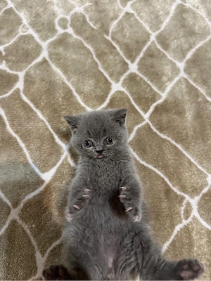 Vand pisoi British Shorthair Blue - imagine 5