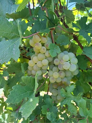 vand struguri producator local din vrancea 