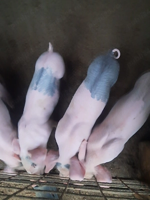 5 purcei landrace 8 săptămâni  - imagine 5