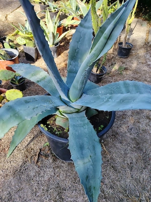 De vânzare - Agave mici și mari 