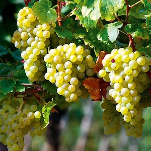 Must struguri  albi  negri pt vin