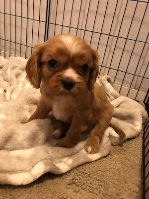 Cavalier king charles  - imagine 5