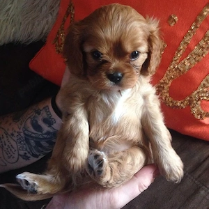 Cavalier king charles  - imagine 3