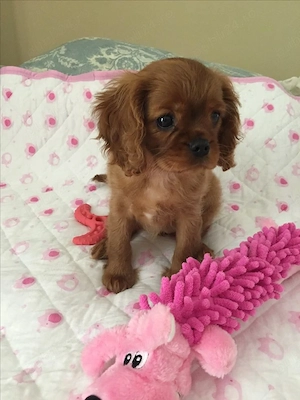 Cavalier king charles  - imagine 4
