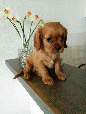 Cavalier king charles  - imagine 2
