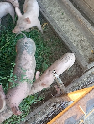Vad porci de 8 sap 350 bucata 