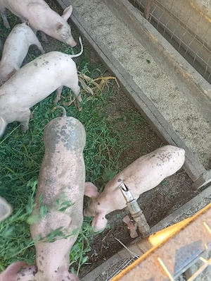 Vad porci de 8 sap 350 bucata  - imagine 3