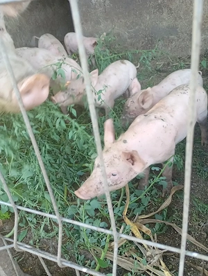 Vad porci de 8 sap 350 bucata  - imagine 4