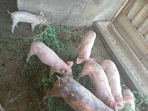 Vad porci de 8 sap 350 bucata  - imagine 5