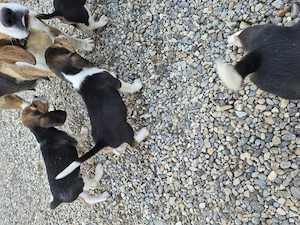 Beagle tricolorii  - imagine 4