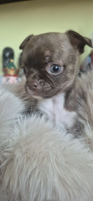 chihuahua maro cu alb baietel - imagine 4