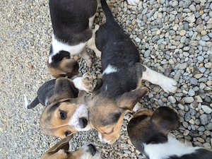 Beagle tricolorii  - imagine 2