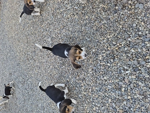 Beagle tricolorii  - imagine 5