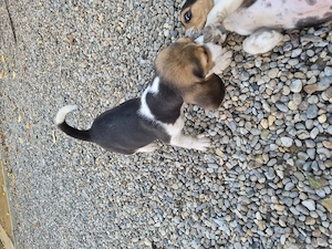 Beagle tricolorii  - imagine 3
