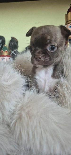 chihuahua maro cu alb baietel - imagine 3
