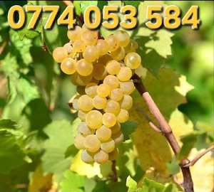    VÂND STRUGURI DE VIN    Sauvignon Blanc și Fetească Regală, Pret 3,5 lei kg