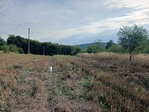 Doua Terenuri  extravilan unul de 6000 mp si altul de 2500mp de vanzare com. Budesti sat Andronsti - imagine 9