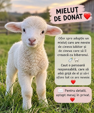 Mielut de donat