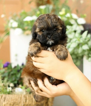 Puiuți bichon havanez 