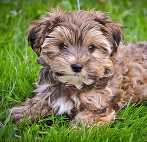 Bichon havanez baietei