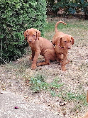  Vizsla maghiar - imagine 5