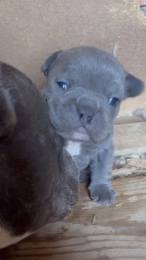 Caței Bulldog francez 