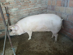 Vand Doi Porci Jud Timiș