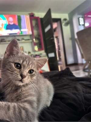    Puișori British Shorthair disponibili!   