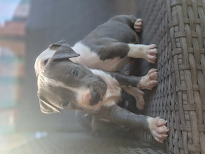 Catei Amstaff blue rasa pura - imagine 4