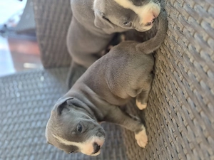 Catei Amstaff blue rasa pura - imagine 2