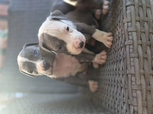 Catei Amstaff blue rasa pura - imagine 5