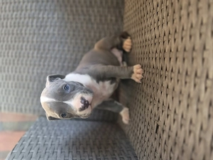 Catei Amstaff blue rasa pura - imagine 3