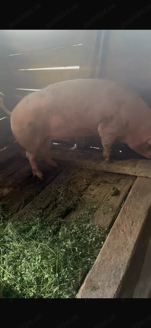 Porc de vanzare - imagine 2