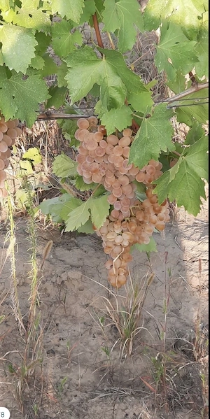 vand must si struguri de vin  - imagine 5