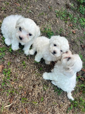 vând pui bichon maltez