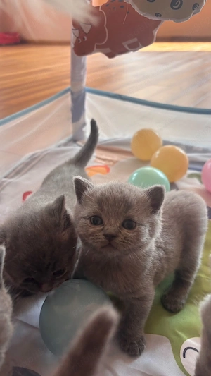 Pui british shorthair blue - imagine 3