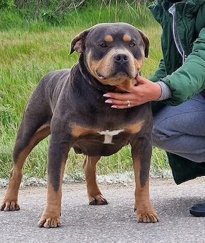 Vand American Bully Xl - imagine 3