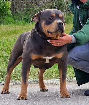 Vand American Bully Xl - imagine 2